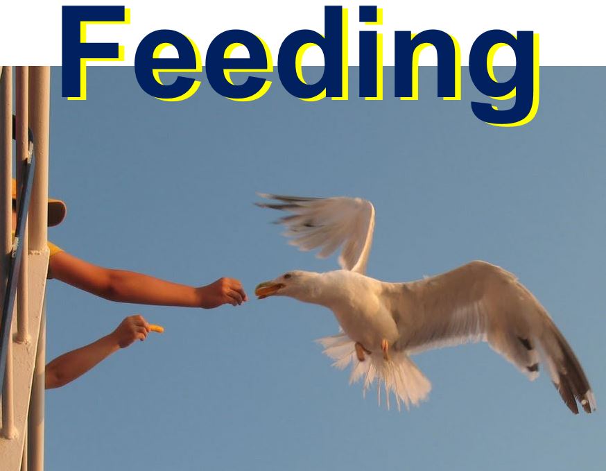 Feeding seagull