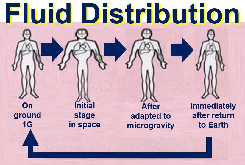 Fluid distribution in space