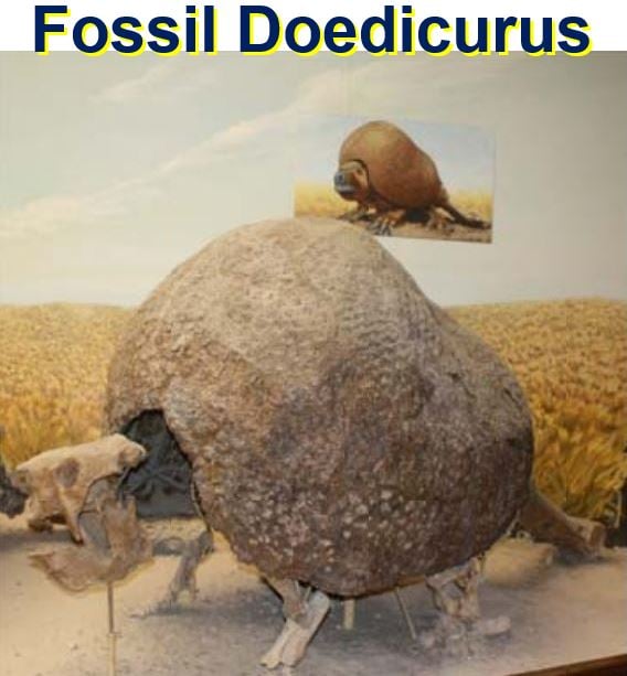 Fossil Doedicurus