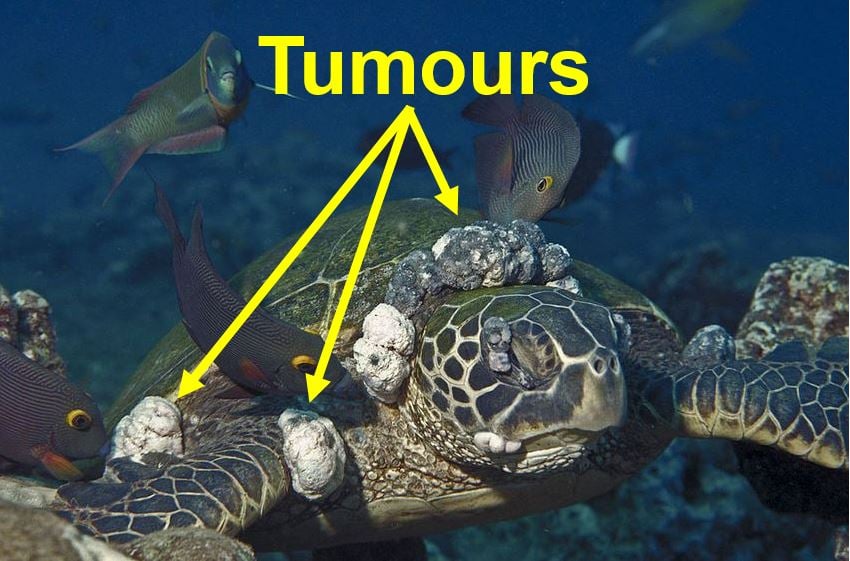 Green turtle with tumours