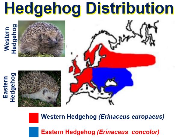 Hedgehog Distribution