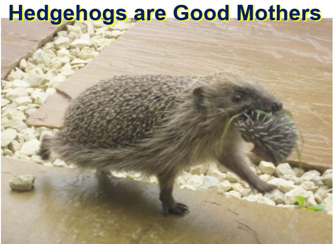 Hedgehogs are good mothers