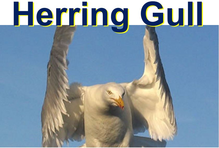 Herring Gull