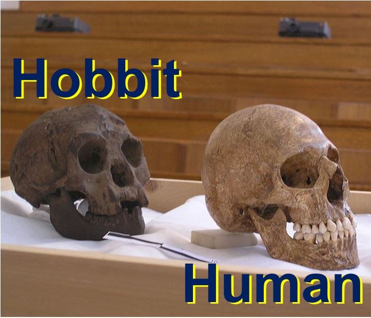 Hobbit skull compared with that of a human