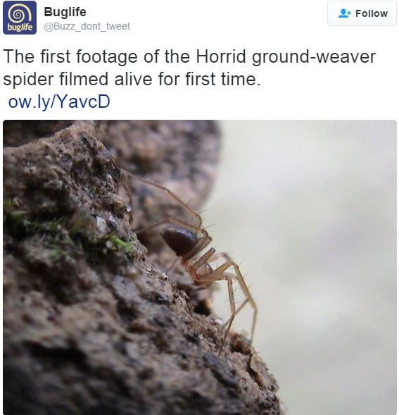 Horrid ground weaver spider filmed for first time ever