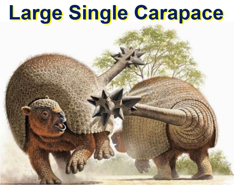 Large single carapace