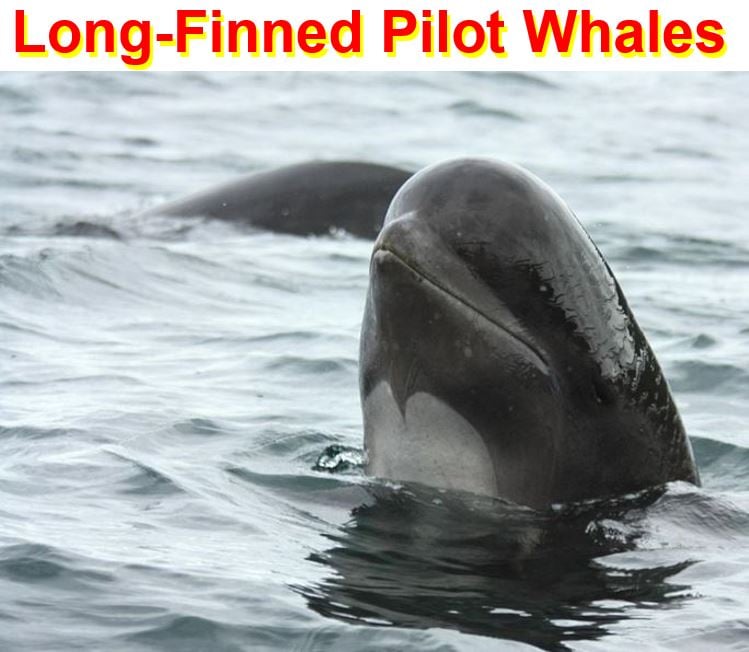 Long Finned Pilot Whales