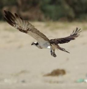 Missing Scottish osprey spotted by sister charity