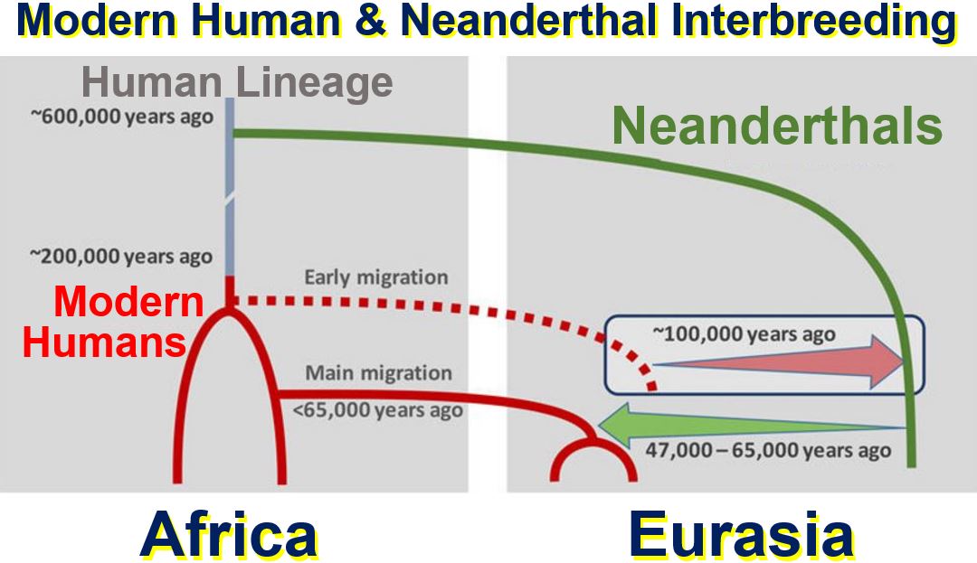 Modern humans and neanderthals interbreeding
