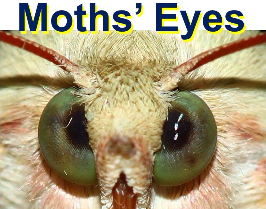 Inspiration from how a moth sees