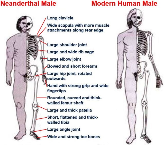 Neanderthal Male vs Modern Human Male