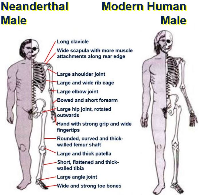 Neanderthal and Modern Human