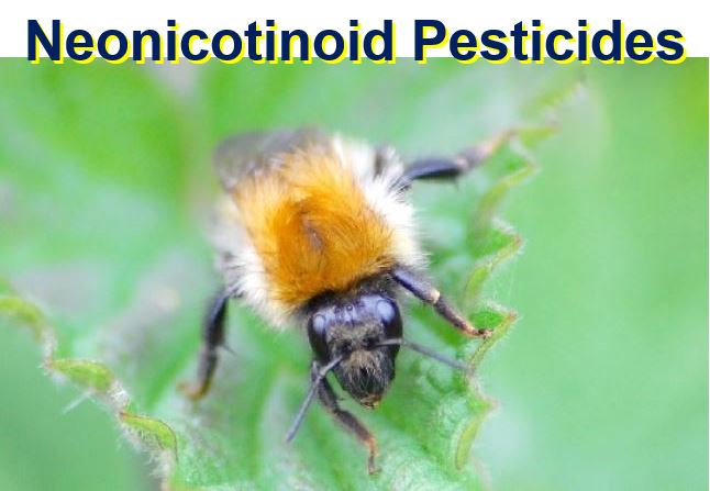 Pesticides and bumble bees