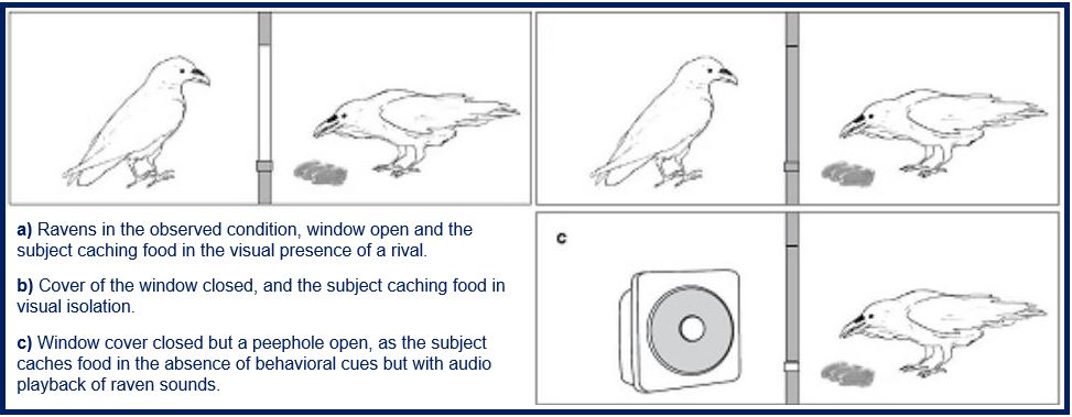 Ravens behaved differently if they thought being watched was a possibility