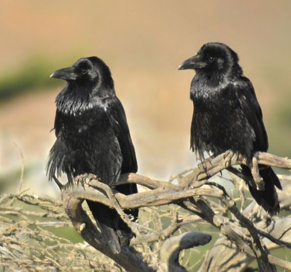 Ravens pair up for life