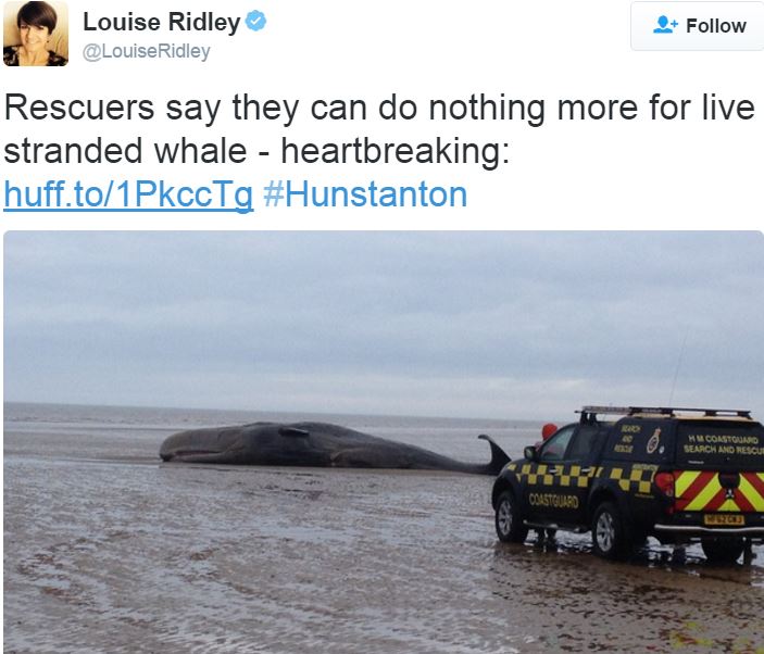 Rescuers looking on as sperm whale dies