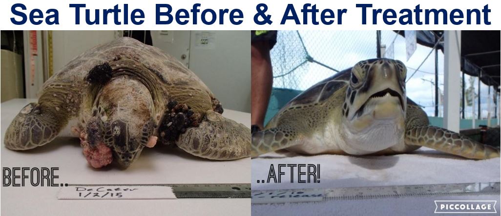 Sea Turtle with tumours before and after