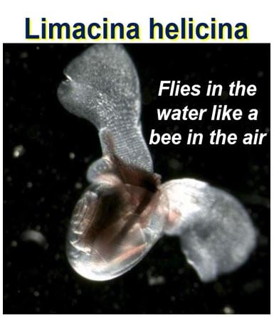 Sea snail flies just like a bee but under the water