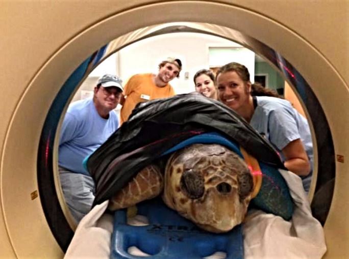 Sea turtle getting a scan