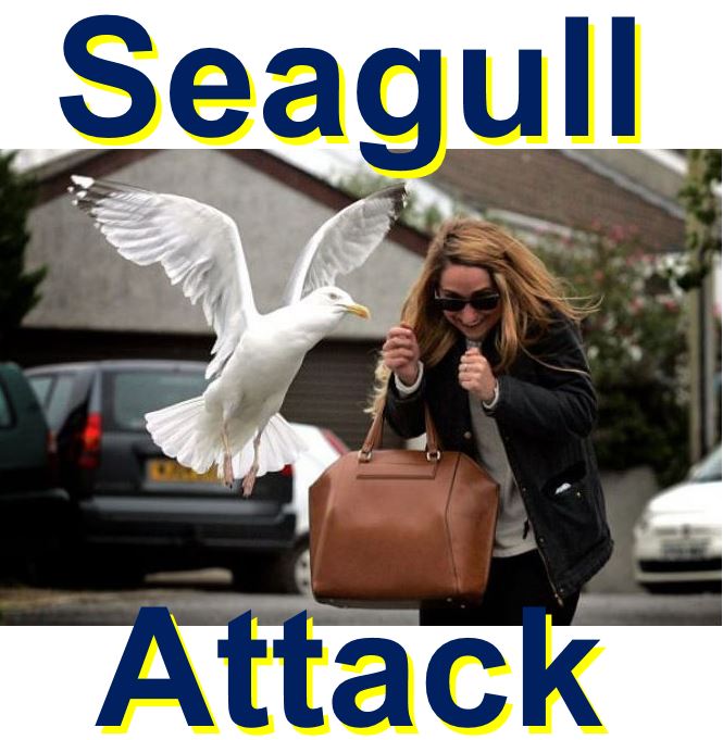 Seagull Attack