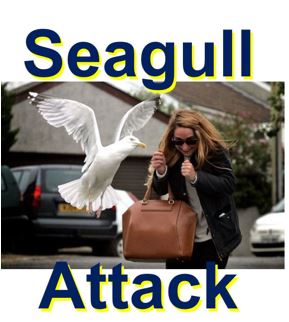 Seagull attacks form part of the seagull study