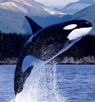 Ship noise affecting killer whales and their ability to survive