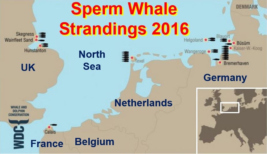 Sperm Whale Deaths and Strandings Northern Europe