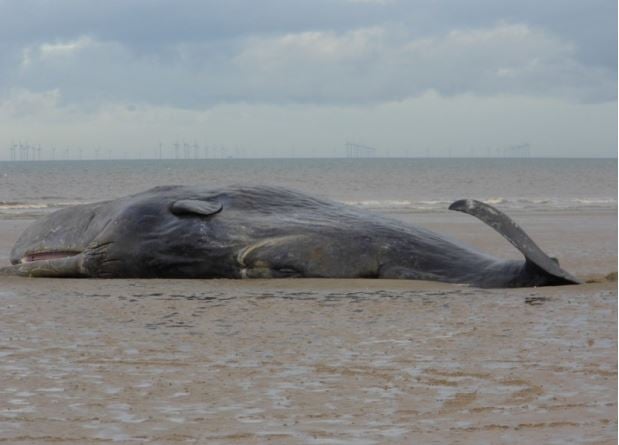 Sperm Whale Died at Hunstanton on Thursday