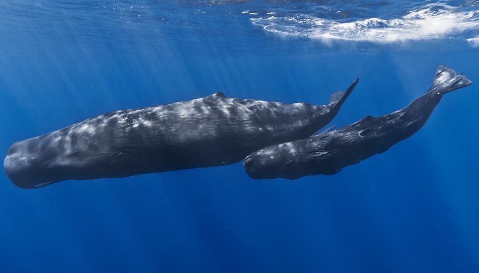 Sperm Whale Mother and Calf