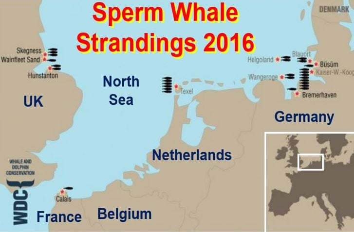 Sperm whale deaths and strandings 2016 northern Europe