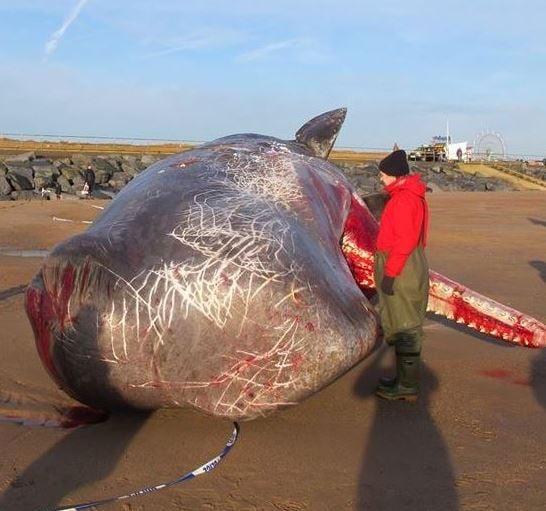 Sperm whale dies on English beach