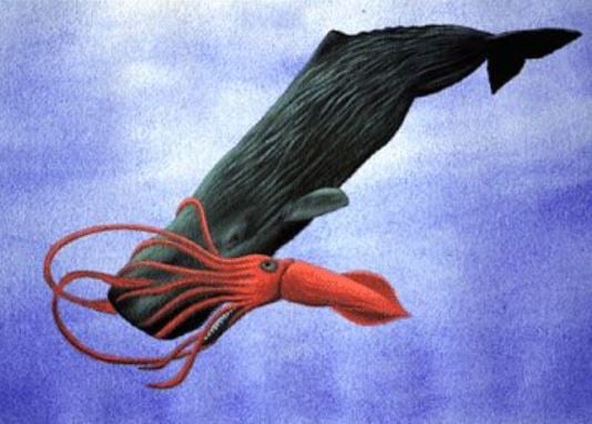 Sperm whale giant squid