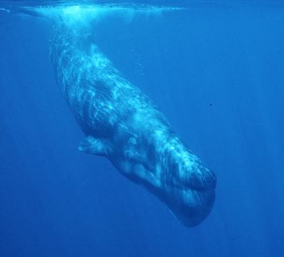 Sperm whales died after chasing squid into shallow water