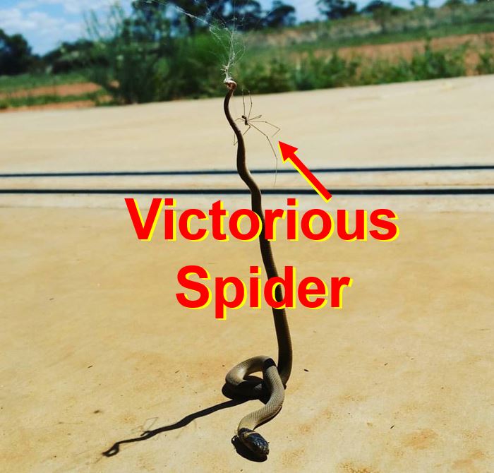 Spider beats snake and devours it