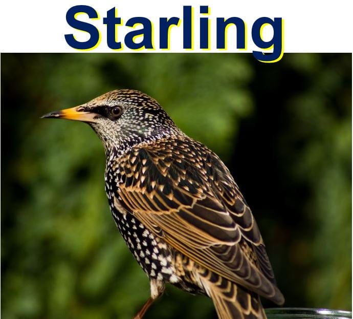 Starling