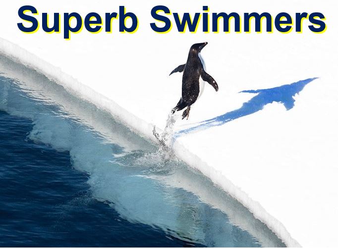 Superb swimmers penguins