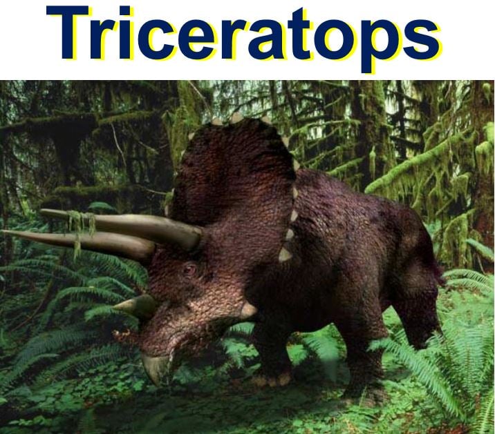 Triceratops a plant eating dinosaur