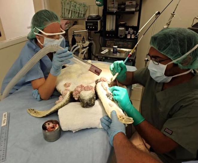 Turtle undergoing an operation to remove tumours