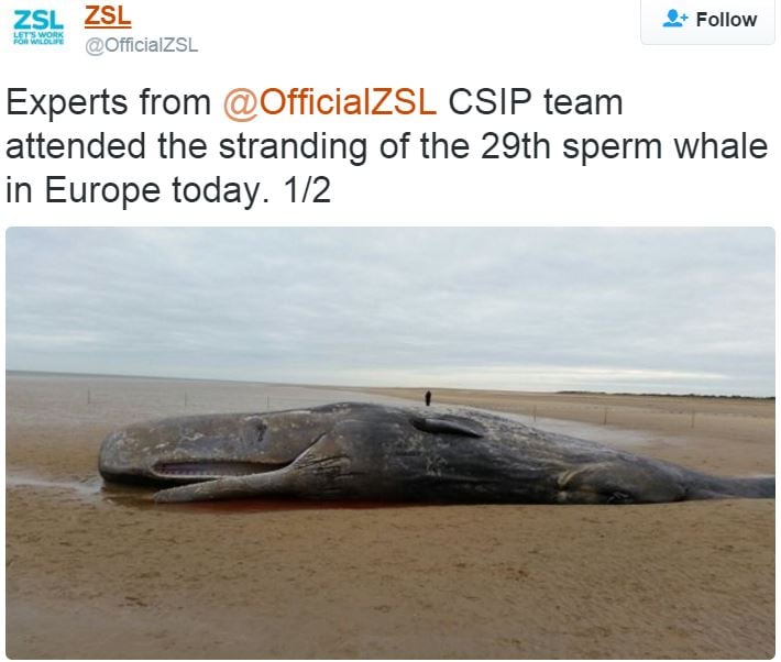 Twenty ninth sperm whale to die in Europe
