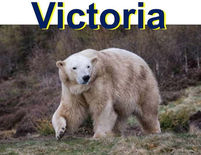 Victoria the female polar bear