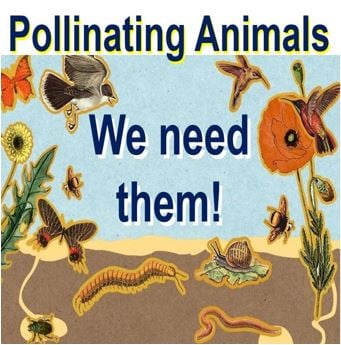 We need pollinating animals