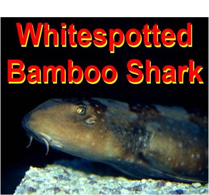 Whitespotted bamboo shark virgin shark birth