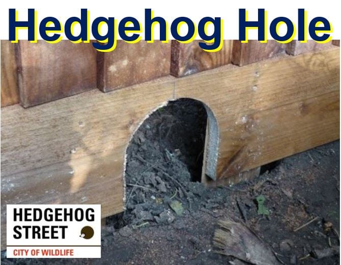 hedgehog hole in fence