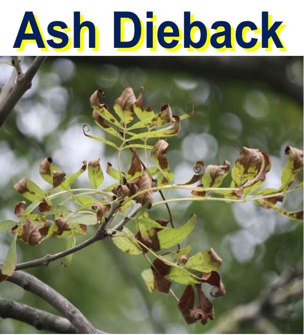 Ash dieback a killer fungus