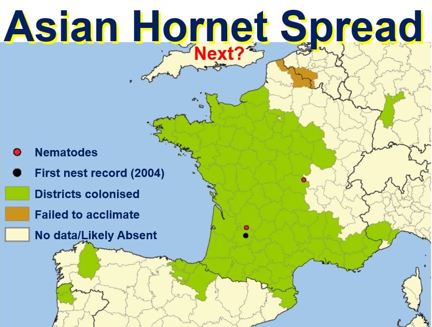 Asian Hornet Spread