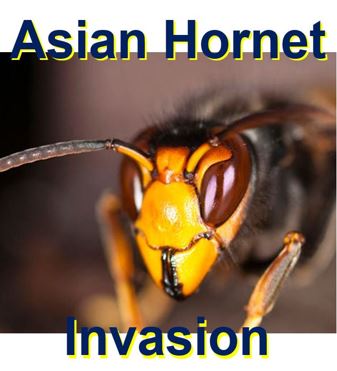 Asian Hornet could be in UK soon attacking honeybees