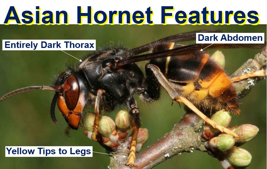 Asian Hornet distinguished features