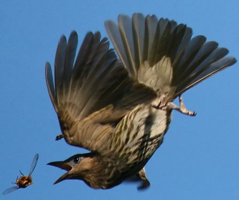 Australasian figbird