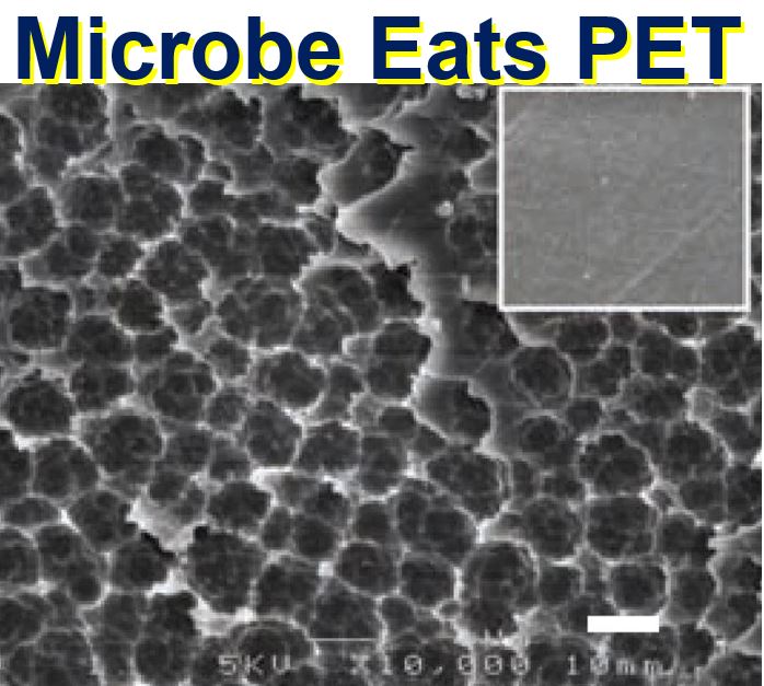 Bacterium that eats plastic