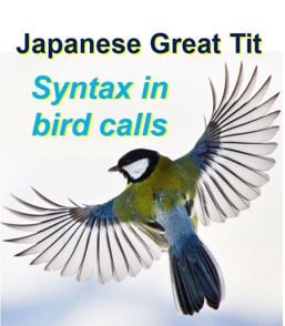 Birds have developed syntax in communication